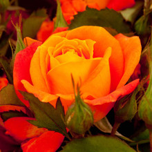 Orange rose, souper trouper