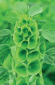 Foliage plant called Moluccella laevis also know as bells of Ireland. Lime green foliage flowers