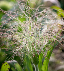 Purple grass that looks like fireworks called panicum capillare of sparkling fountain