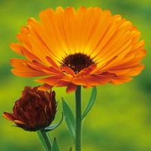 Orange daisy like flower with mauve centre calendula Indian prince