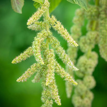 Lime green flowers that drape and look like fur amaranthus caudatus Viridis