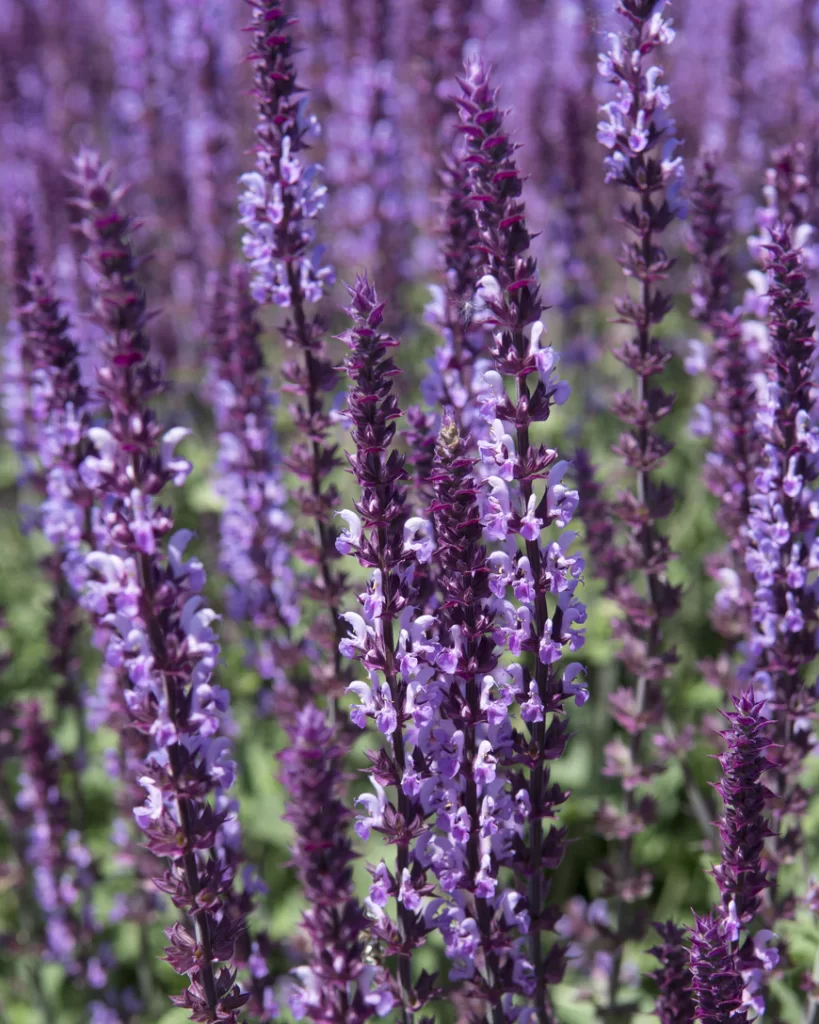 Salvia amethyst 