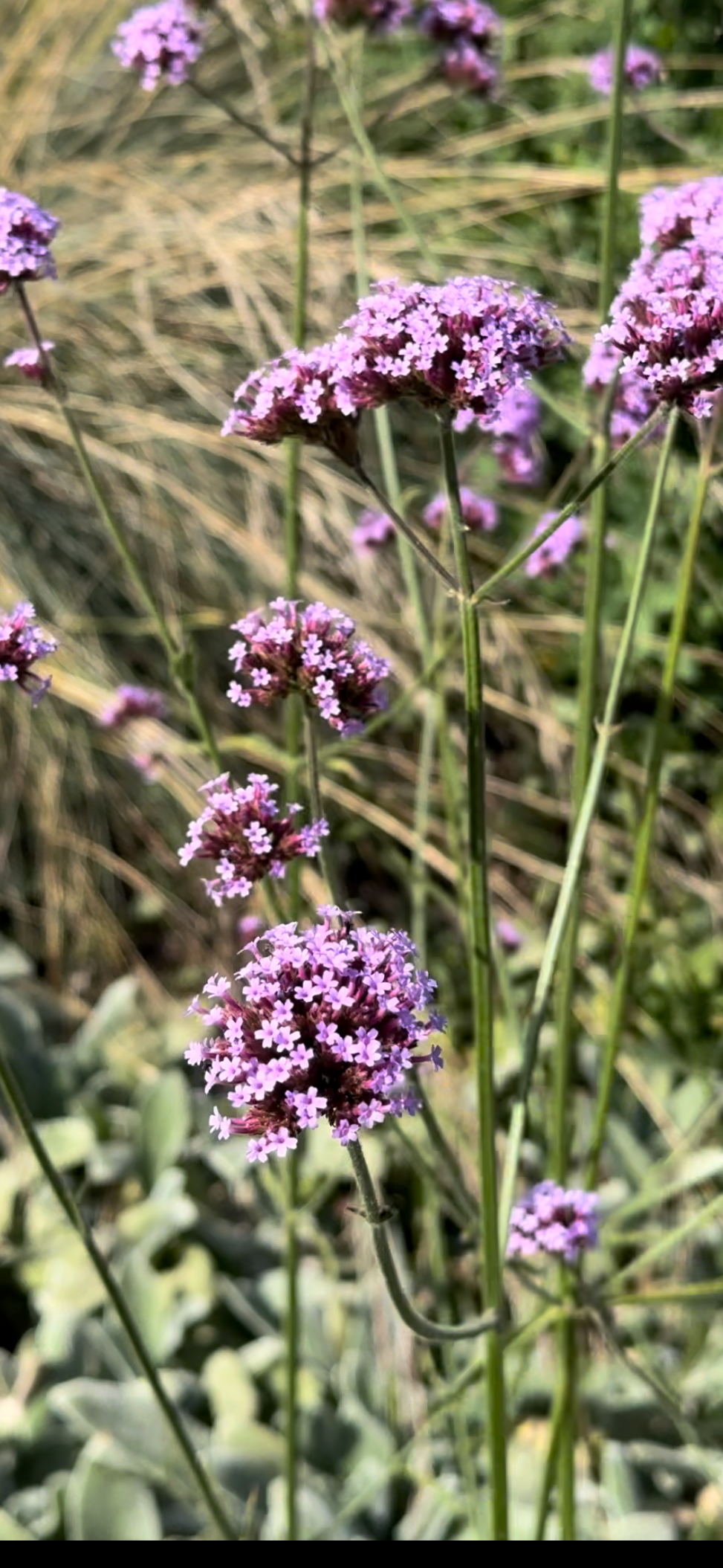 Tall green stems with purple flowers verbena bonariensis 